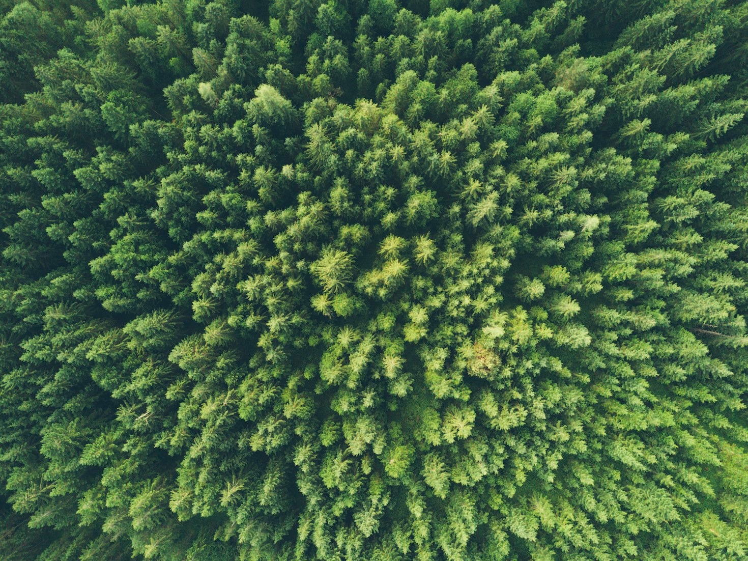 Sustainability Strategies for Modern Corporations